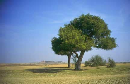 Gabriel Orozco Trees at the Thar Desert, 1995