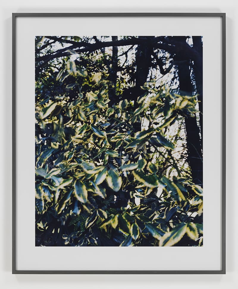 Lothar Baumgarten Cedar Shadow, 2005