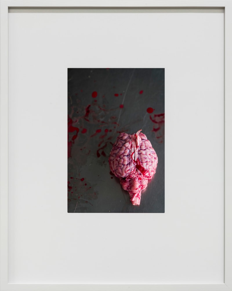 Thomas Struth Gehirn (Encephalon), Leibniz IZW, Berlin, 2016