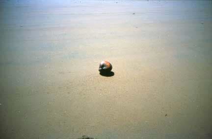 Gabriel Orozco Coco, 2001