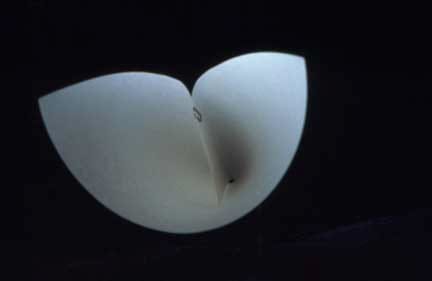 Gabriel Orozco Paper Clipped, 1995