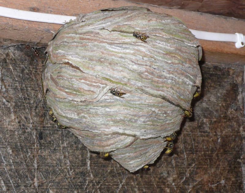 Richard Deacon Common Wasps, 2011