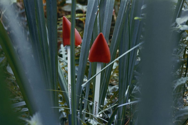 Lothar Baumgarten Verlorene Früchte (Lost fruits), 1969