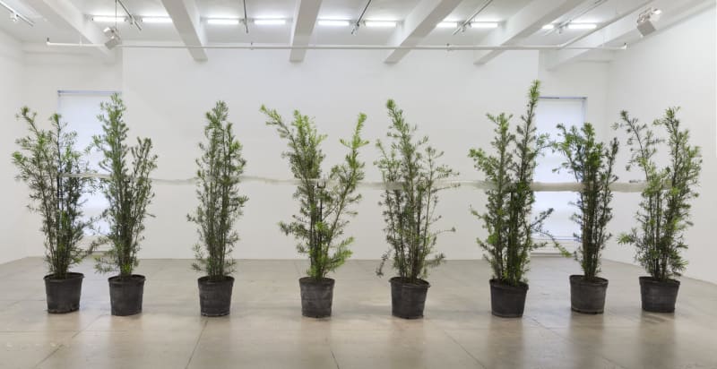 Giuseppe Penone Propagazione dello sguardo (Propagation of the Sight), 1997