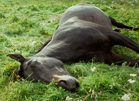 Steve McQueen Running Thunder, 2007