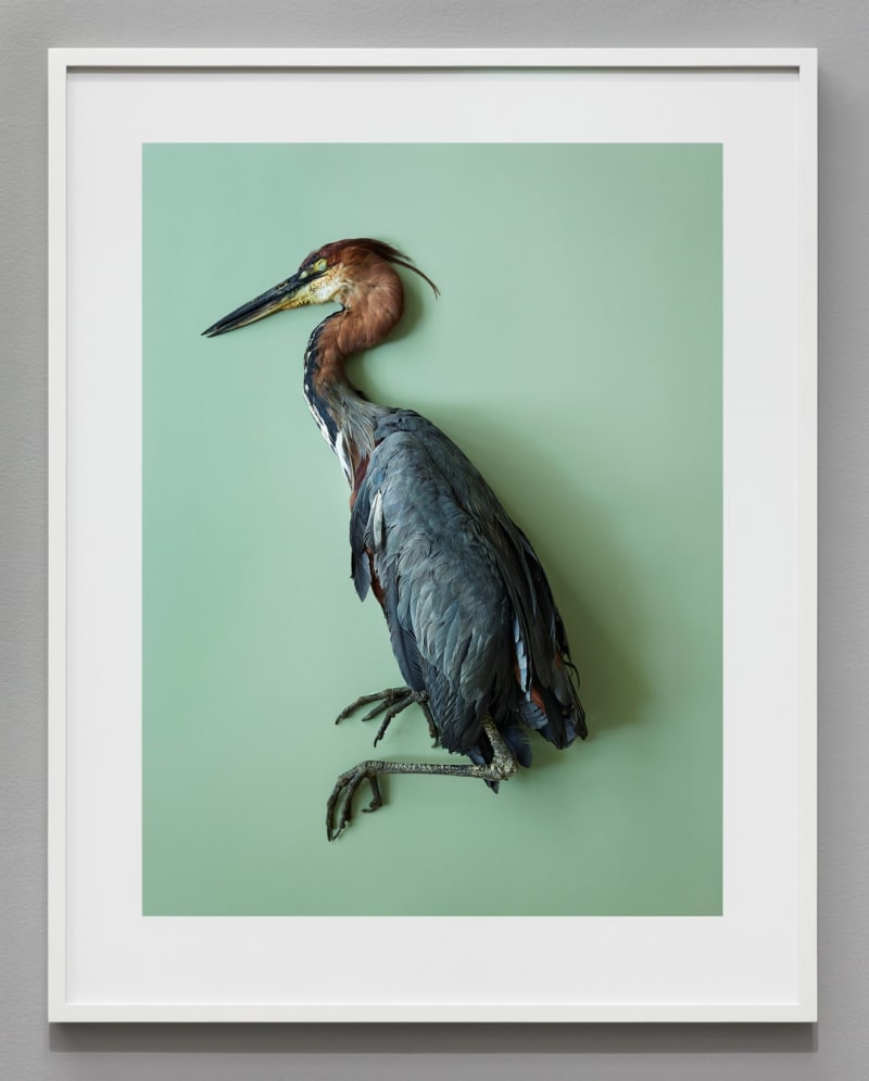 Thomas Struth Goliathreiher (Ardea goliath), Leibniz IZW, Berlin, 2017