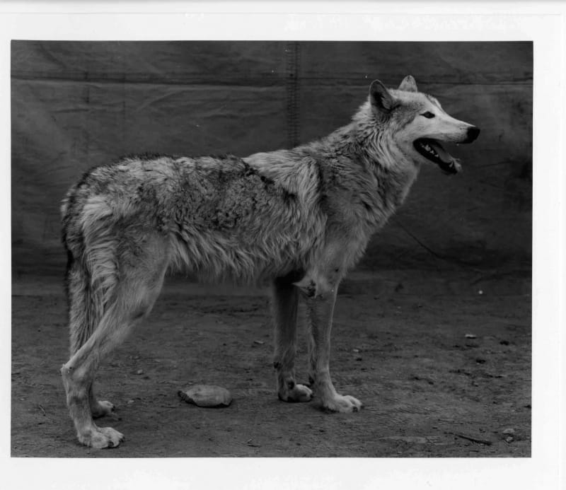 Balthasar Burkhard Animal / 30 - Wolf, 1995