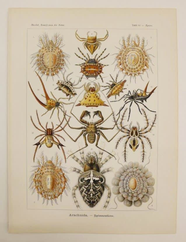 Ernst Haeckel Arachnida, Spider, 1899-1904
