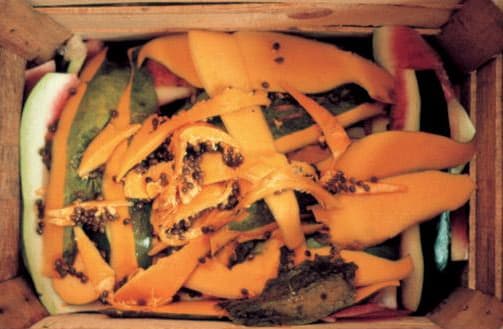 Gabriel Orozco Ex-Papaya, 1993-2000