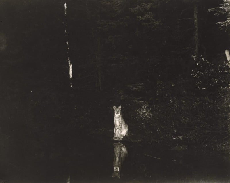 George Shiras Lynx, Loon Lake, Ontario, Canada