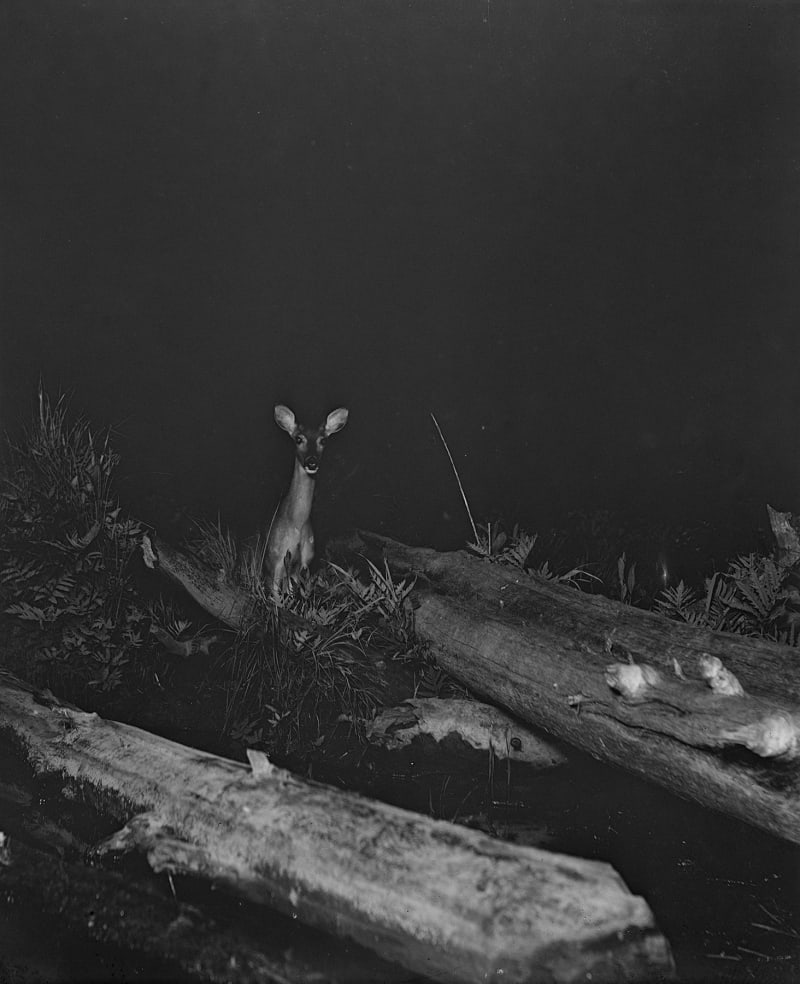 George Shiras White-tailed doe, Whitefish River, Michigan, ca 1893-1898