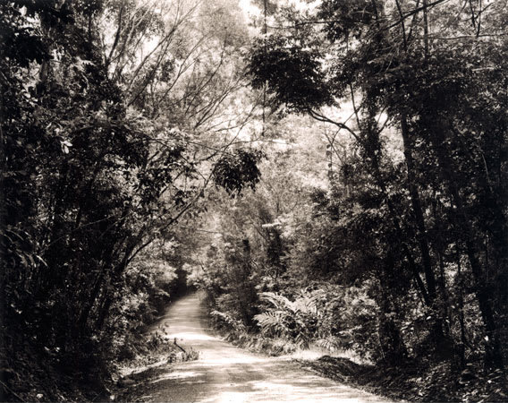 Thomas Struth Paradise 8, Daintree, Australia, 1998