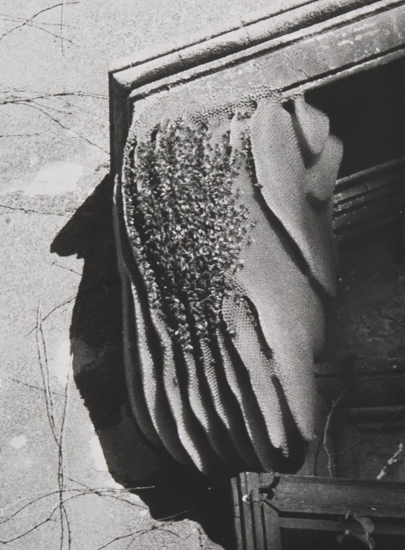 Jochen Lempert Bees (Rome), 2012