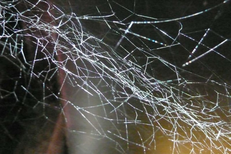 Richard Deacon Harvestman, 2011