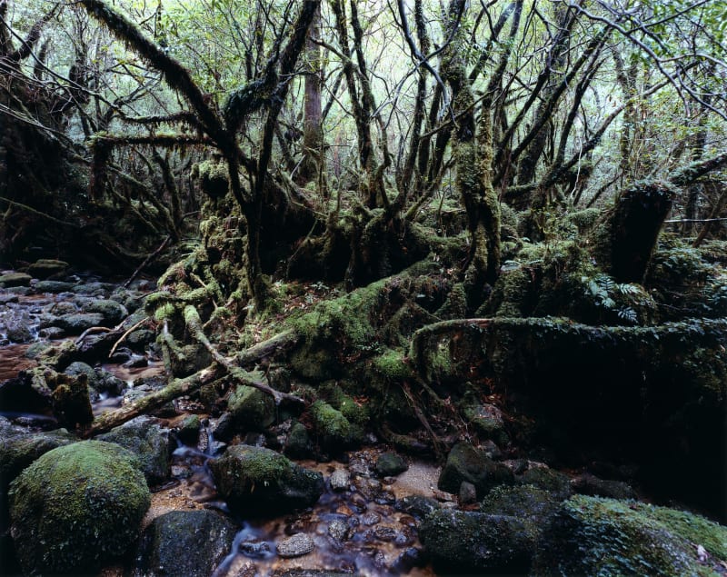 Thomas Struth | New Pictures from Paradise | Marian Goodman