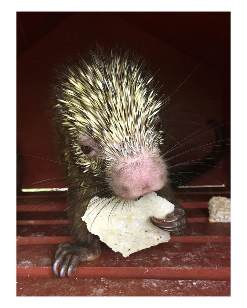 Gabriel Orozco Porcupine Eating a Tortilla, 2016