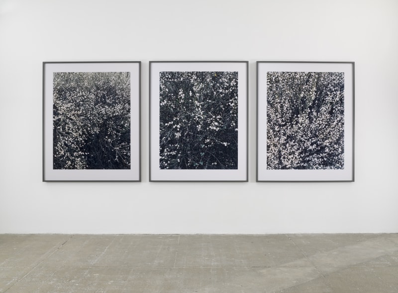 Lothar Baumgarten Morning Broom, 2003-2006