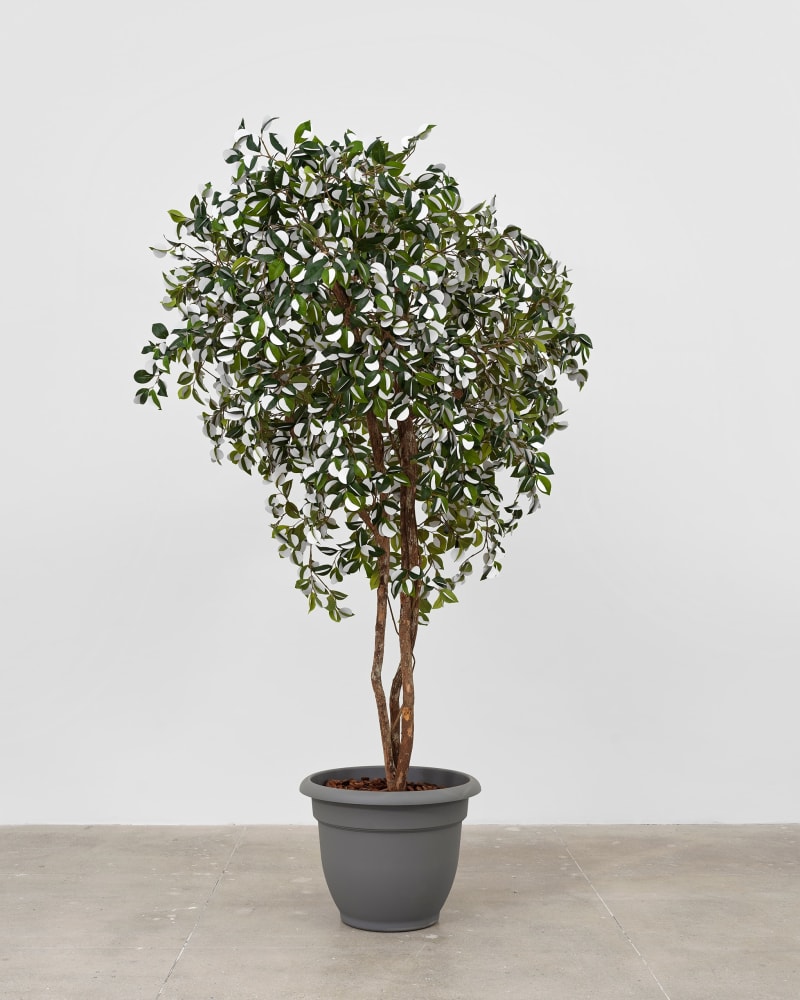 Gabriel Orozco Moon Tree, 1996-2022 Ficus tree, silk leaves, plastic branches, paper discs, plastic pot, bark chips Height: 96 in....
