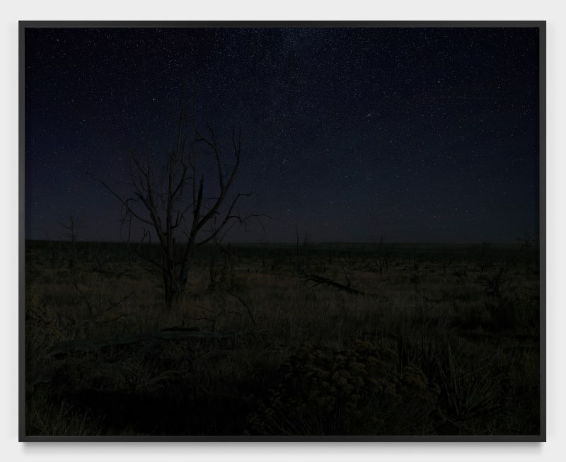 An-My Lê Pinyon/Juniper Trees from 2002 Long Mesa Fire, Mesa Verde National Park, Colorado, 2024, from Dark Star, 2024 Inkjet...