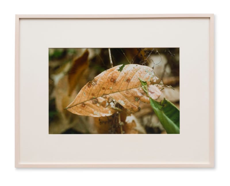 Gabriel Orozco Spider House, 2001