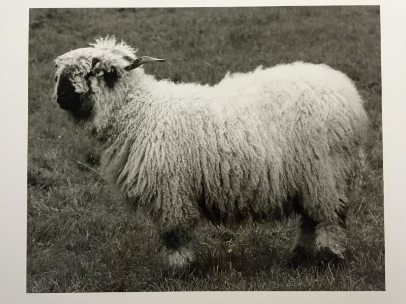 Balthasar Burkhard Animal / 06 - Sheep (fluffy), 2003