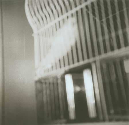 Tacita Dean Floh: Budgie Man, 2000