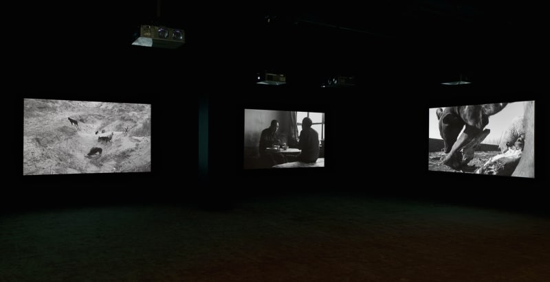 Three black-and-white images depicting men talking and dogs playing are projected around a dark room. 