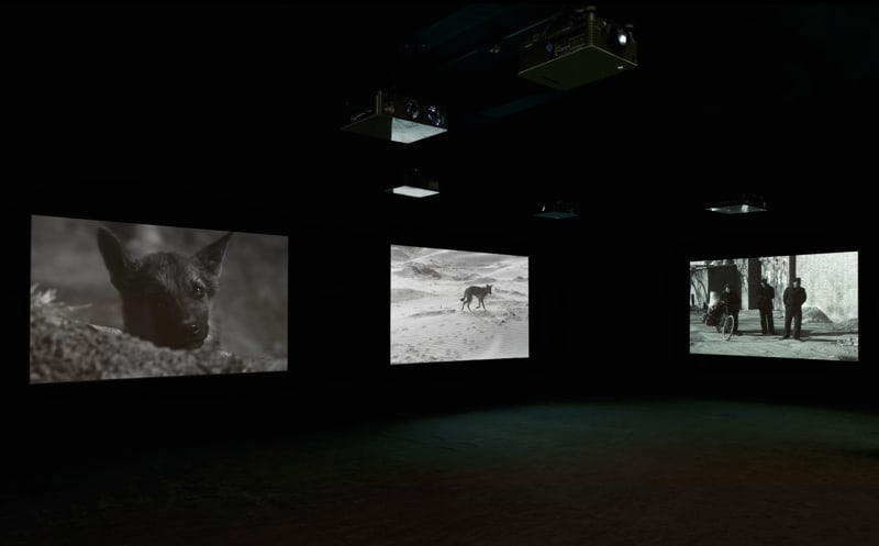 Three black and white images depicting various dogs and men talking are projected in a dark room. 