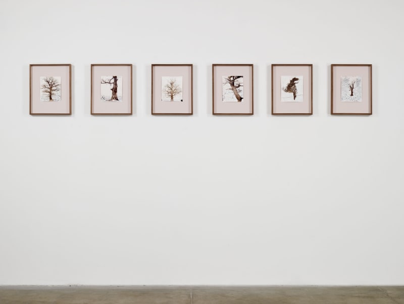 Six framed drawings of bare trees are aligned on a white wall. 