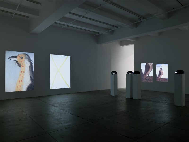 Four large projections of birds illuminate a large, dimly lit room. 