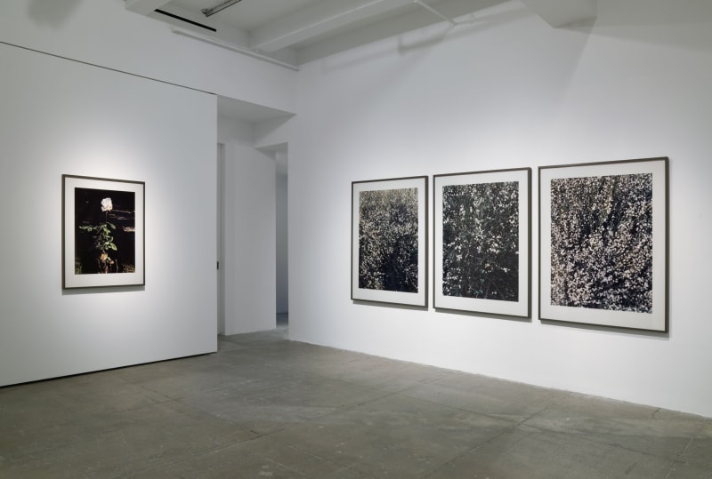 Four framed photographs in the corner of a room depict a single white rose and close-ups of bushes. 