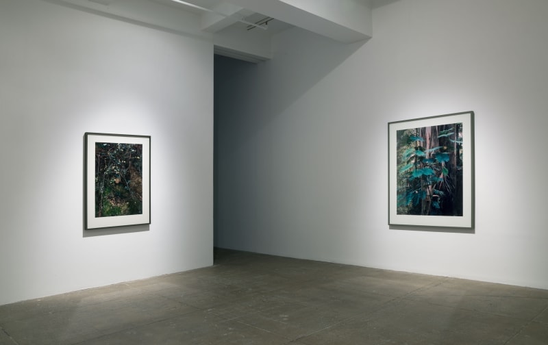 Two large photographs of plants and trees hang in the corner of a room. 