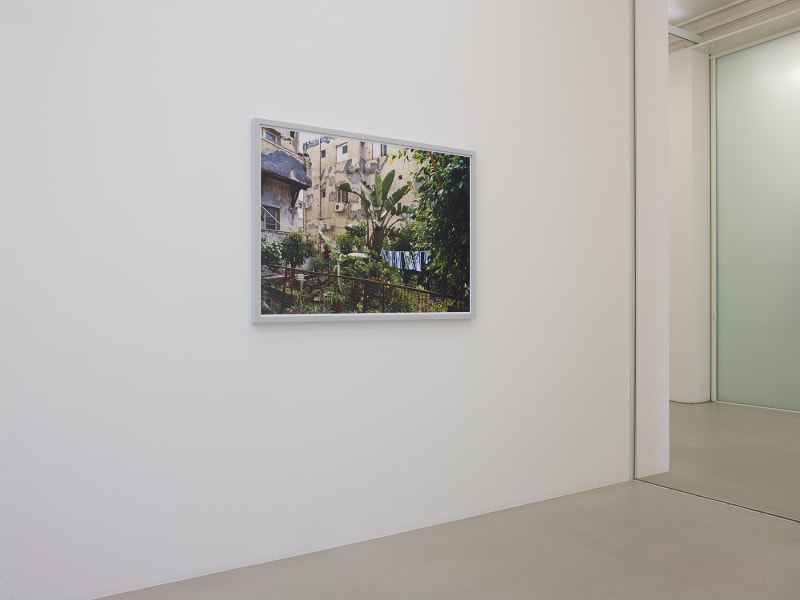 On a white wall, a photograph of a large plant in a courtyard in front of a building hangs.