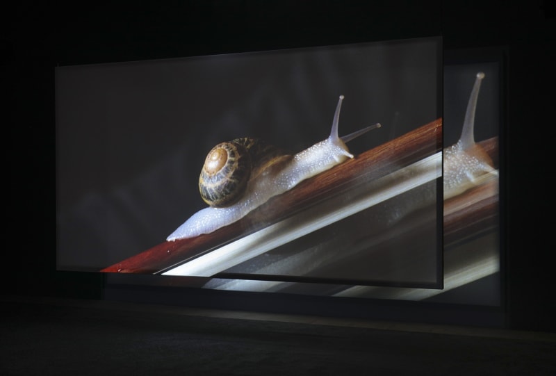 Image of a snail projected onto a screen in a darkened room.
