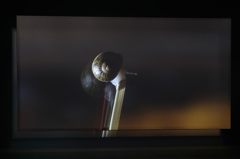 Image of a snail projected onto a screen in a darkened room.