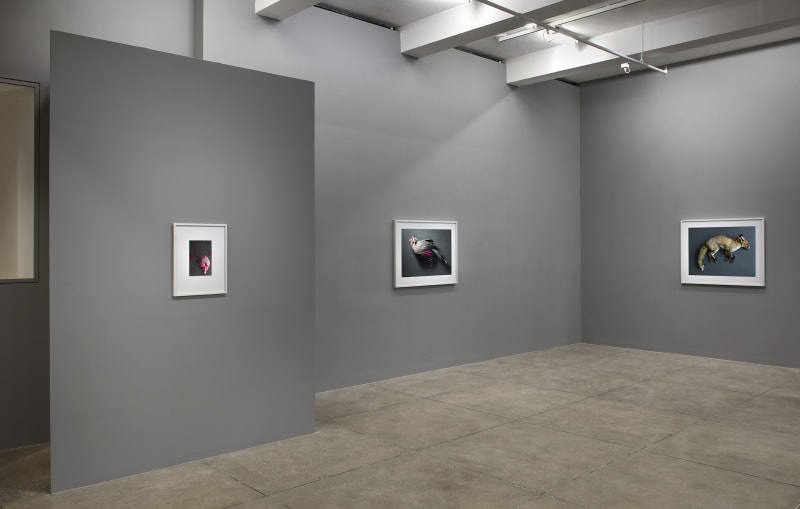 An exhibition installation view from: Thomas Struth, New Works