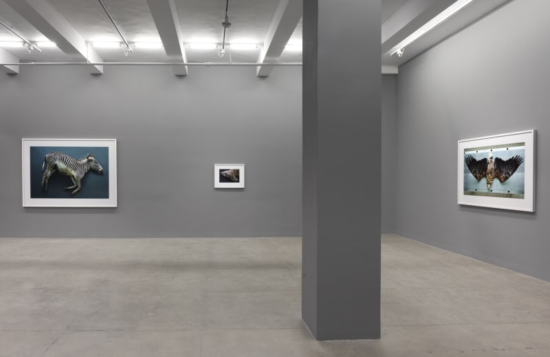 An exhibition installation view from: Thomas Struth, New Works