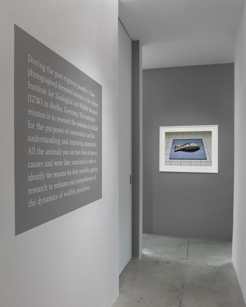 An exhibition installation view from: Thomas Struth, New Works