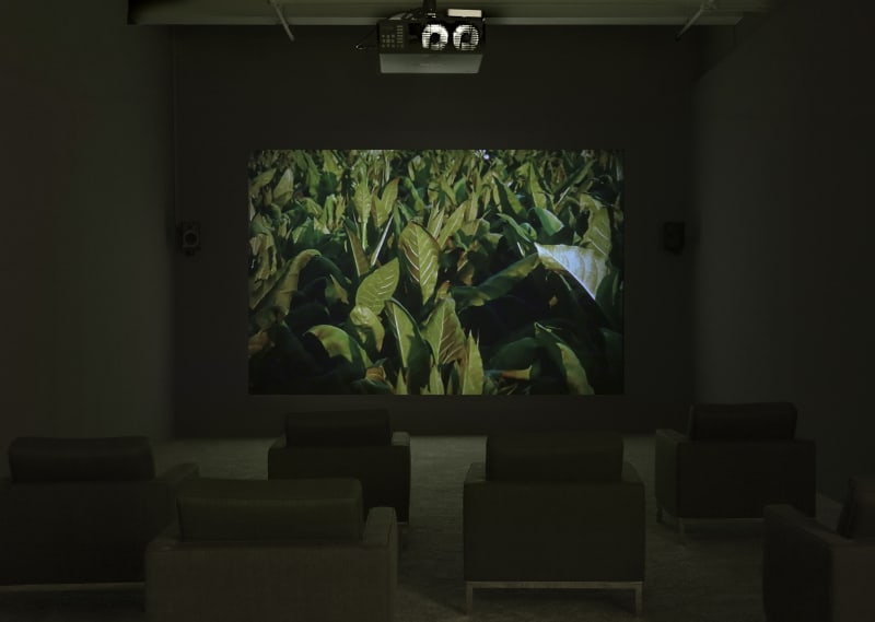 Installation view of Lothar Baumgarten's film. Shot contains a close-up of green plant leaves.