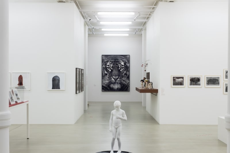 An exhibition installation view from: Animality