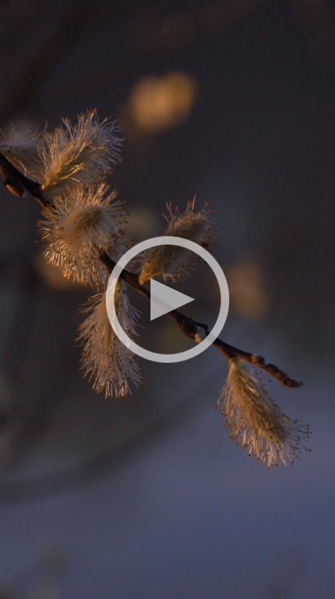 Etang de Pezières IV: 48 Hour Film, 2018