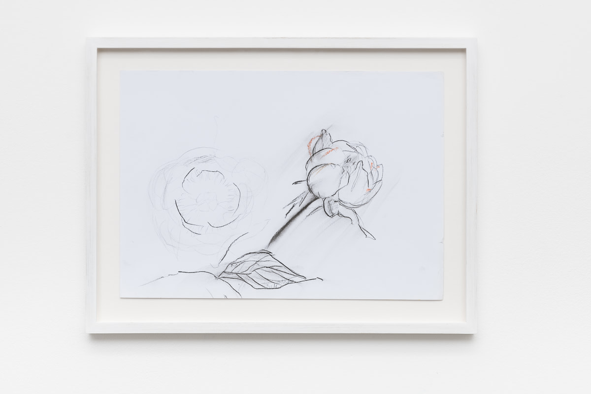Sabine Moritz Peony2018 Charcoal, oil crayon on paper 21 x 29.7 cm 8 1/4 x 11 3/4 in