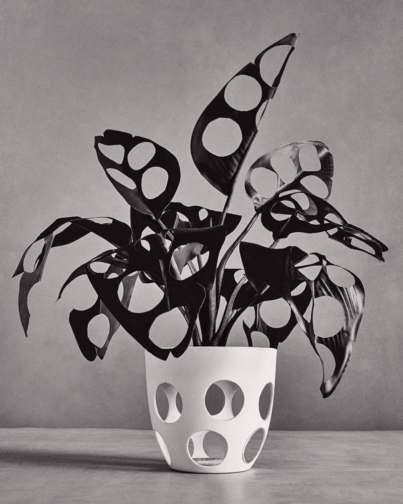 Lisa Jahovic The Plant, 2023