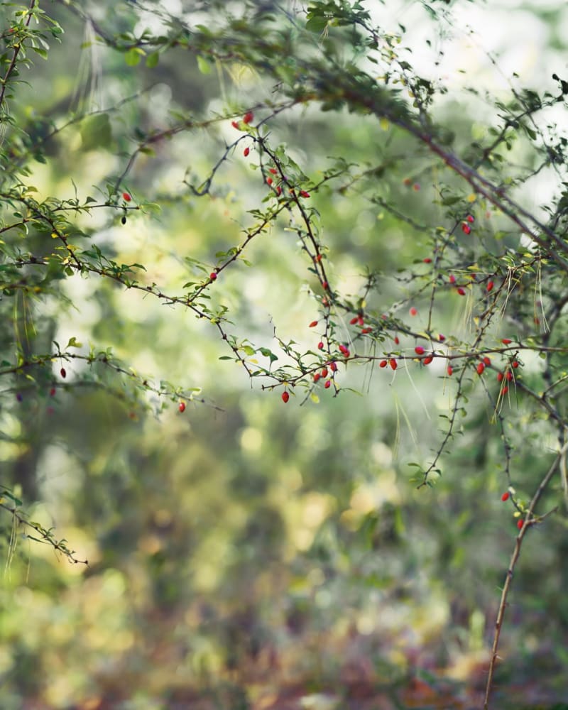 Janelle Lynch Red Berries, 2015