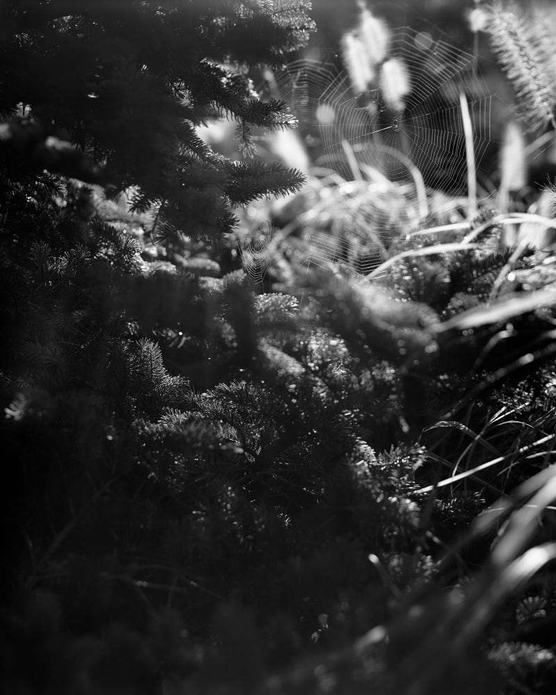 Janelle Lynch Witness I, 2022