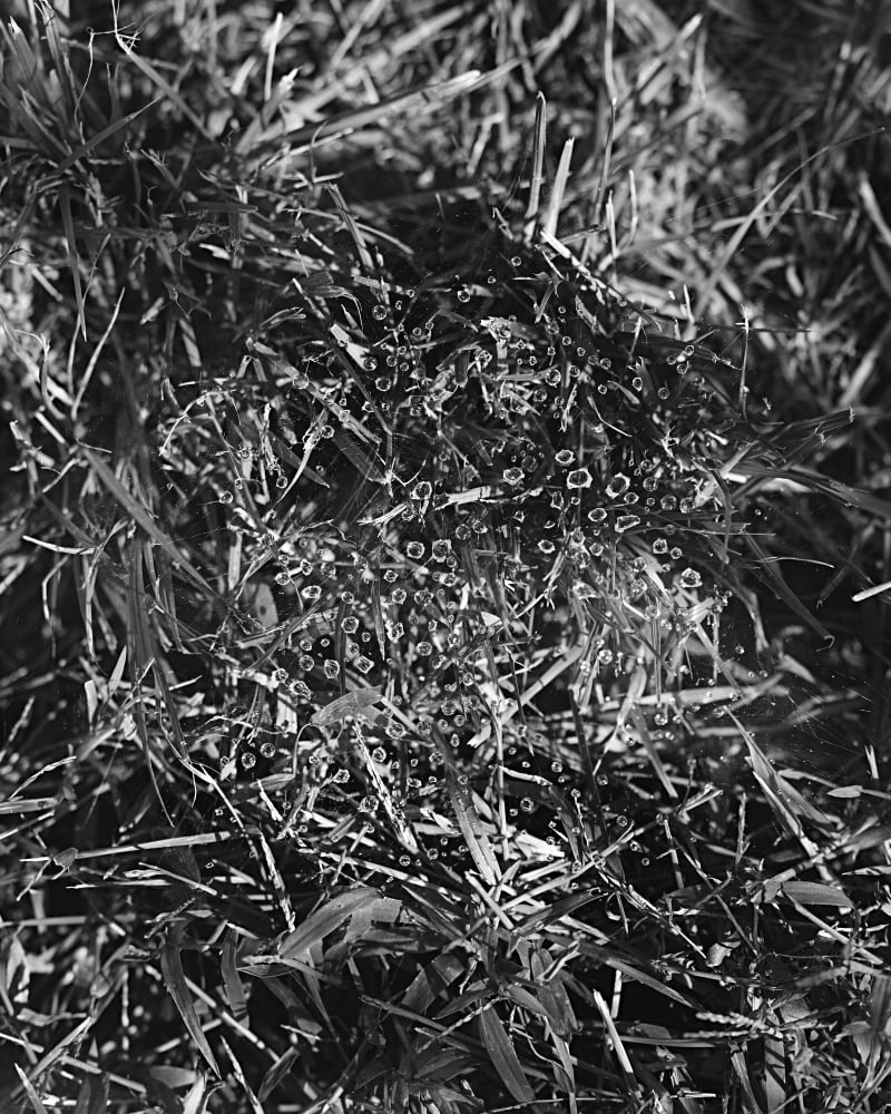 Janelle Lynch Witness III, 2022