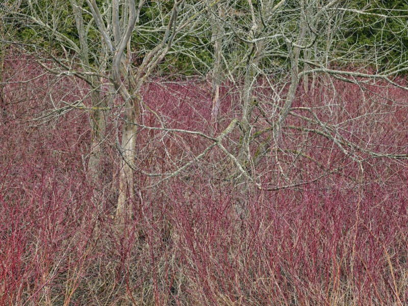 Edward Burtynsky Natural Order #22, Grey County, Ontario, Canada, Spring, 2020