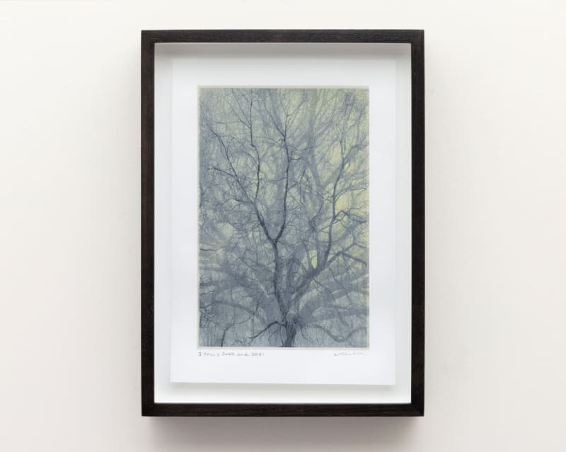 Nadav Kander 2 Trees 2002 and 2021, 2022