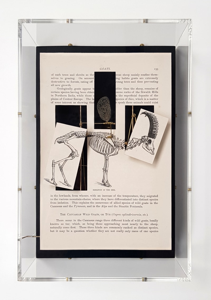 Jane Edden Ungulate (Goat), 2019