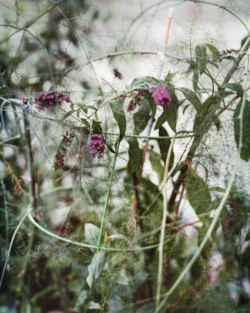 Janelle Lynch Safe, 2019